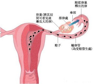 女性如何知道输卵管堵塞？